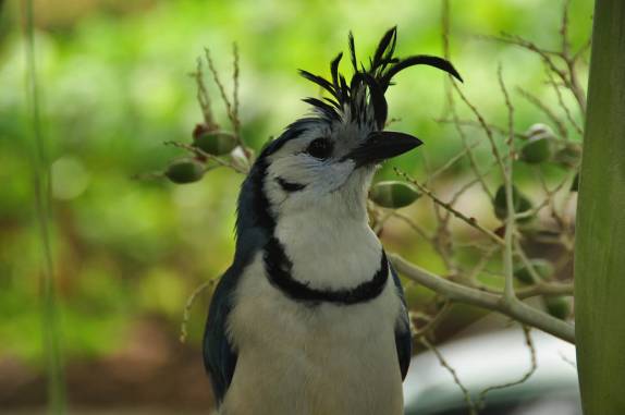 A Urraca, um belo pássaro muito comum na Isla Ometepe, no lago Nicarágua, sul do país
